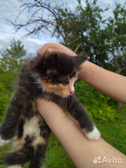 Котята в добрые руки бесплатно