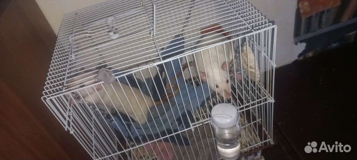 Продам двух сестричек крысок