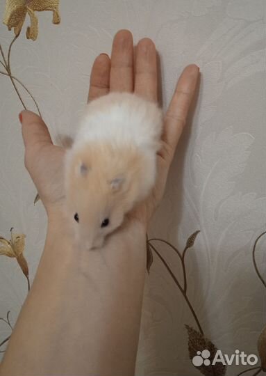 Сирийские,джунгарские хомяки(выбор клеток)