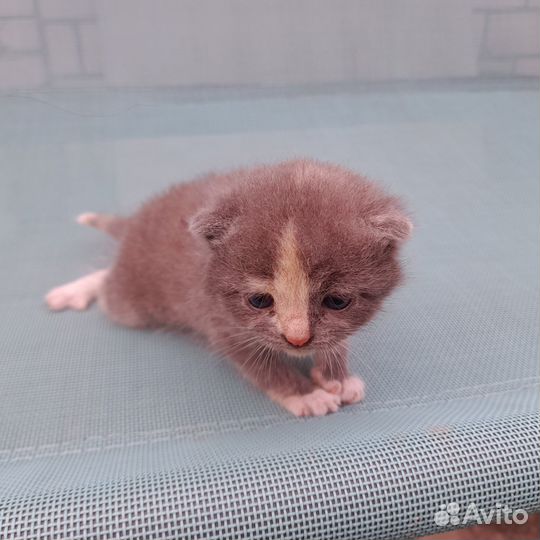 Котенок в добрые руки
