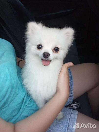 Продается белый померанский шпиц