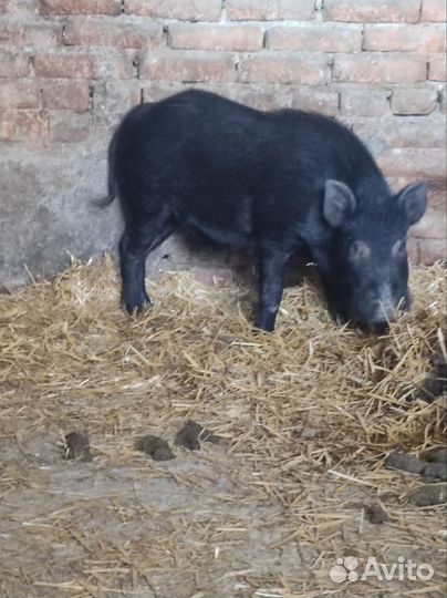 Вьетнамский вислобрюхий кабан