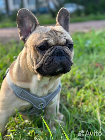 Французский бульдог кабель вязка