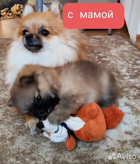 Померанский мини шпиц