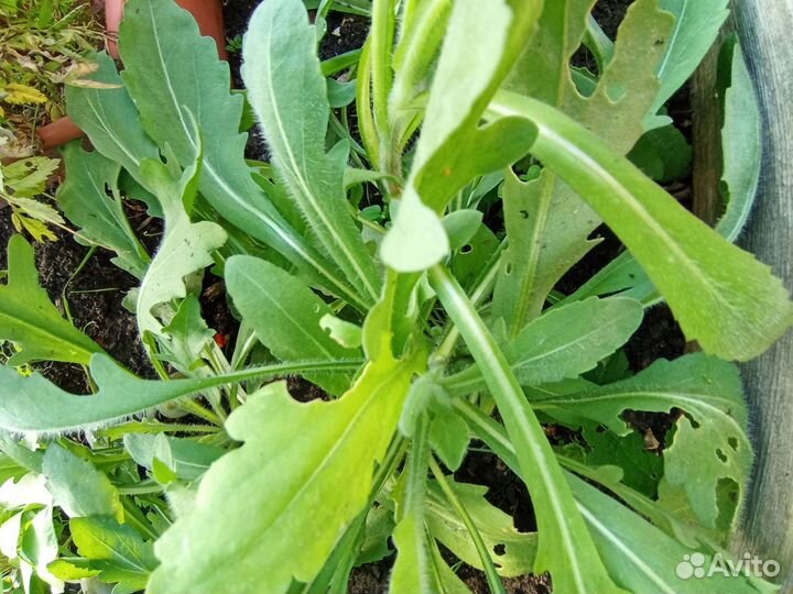 Гайлардия остистая,красава смесь