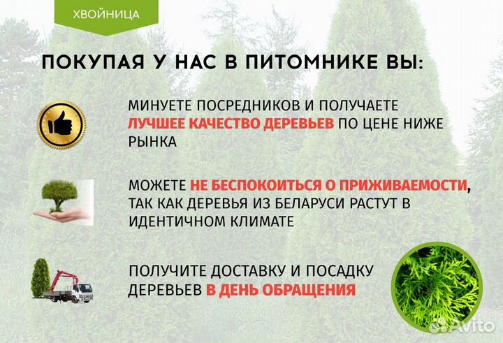 Туи Ростовка большая 4 м