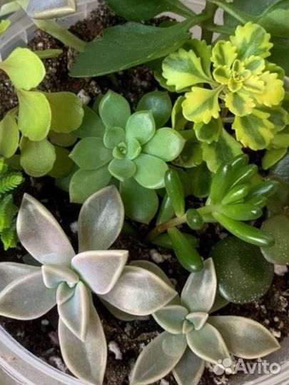 Суккуленты