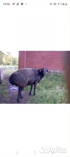 Баран курдючный