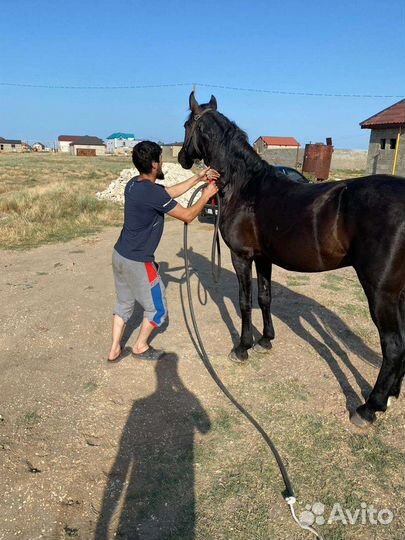 Лошадь жеребец