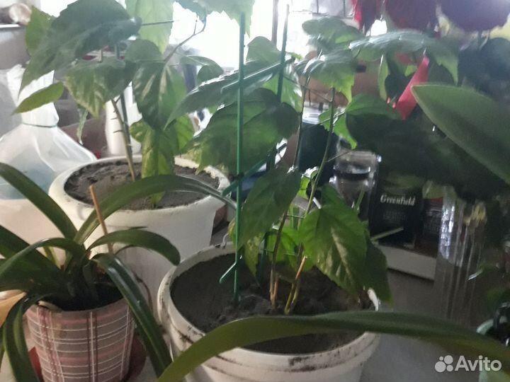 Саженцы,эухарис и китайская роза