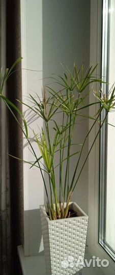 Комнатные цветы циперус