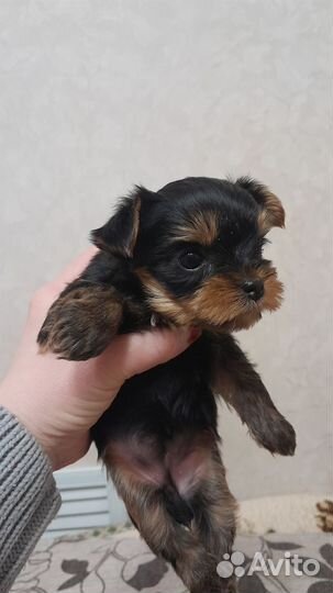 Йоркширский терьер