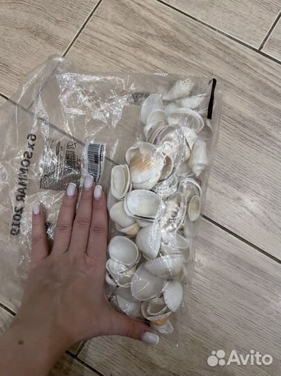 Ракушки