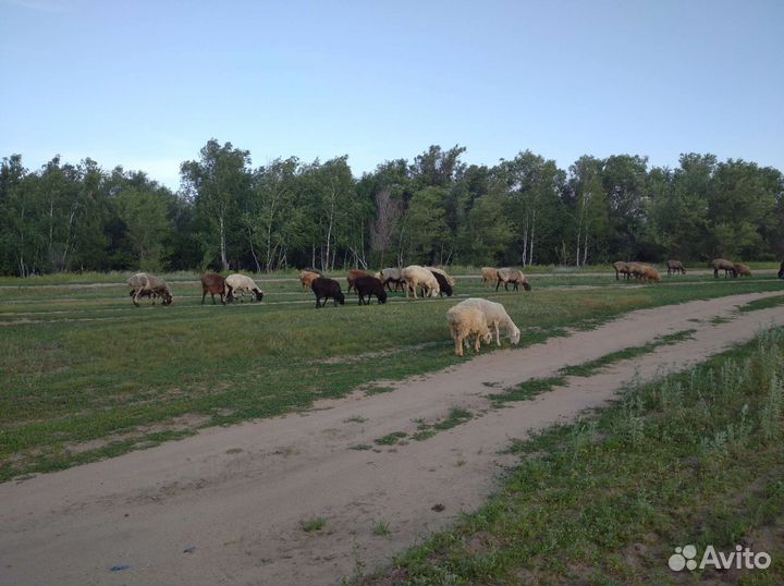 Курдючные бараны овцы