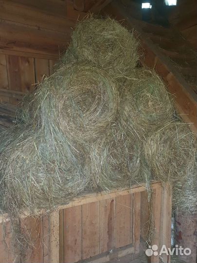 Сено в рулонах 2024