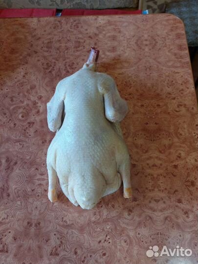 Утка домашняя мясо
