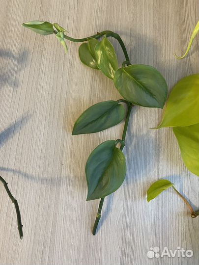 Комнатные растения цветы