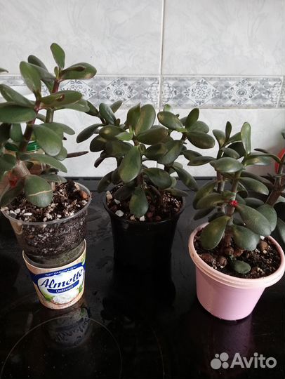 Толстянка и алоэ