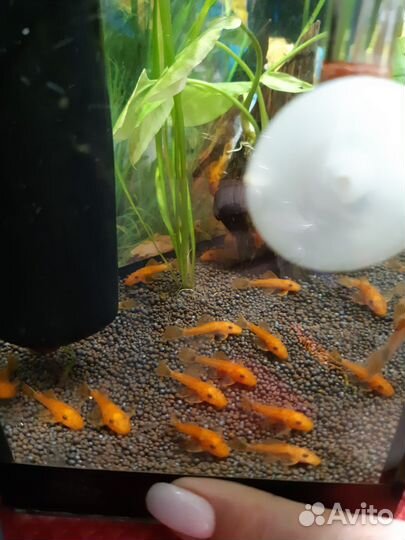 Сом анциструс супер ред