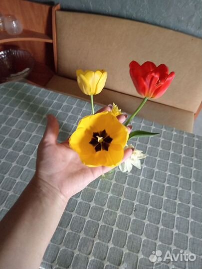 Луковицы тюльпанов