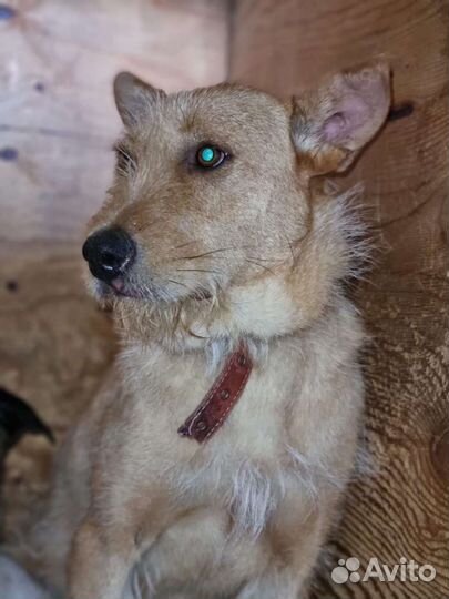 Собаке грустно