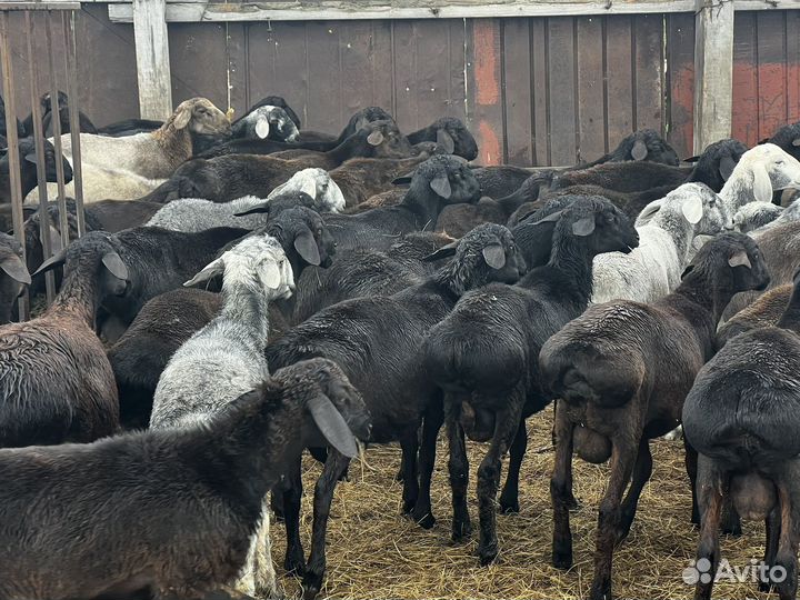 Бараны гиссары