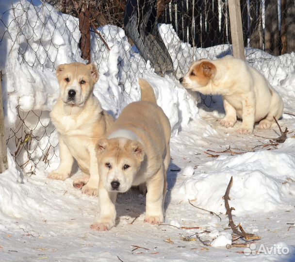 Девочки сао