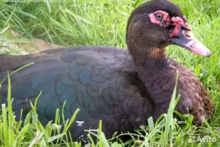 Мускусные утки тяжелые линии