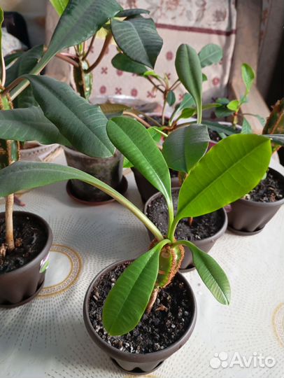 Молочай гребенчатый