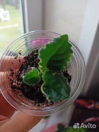 Детка фиалки Букет Невесты (К.Морев)