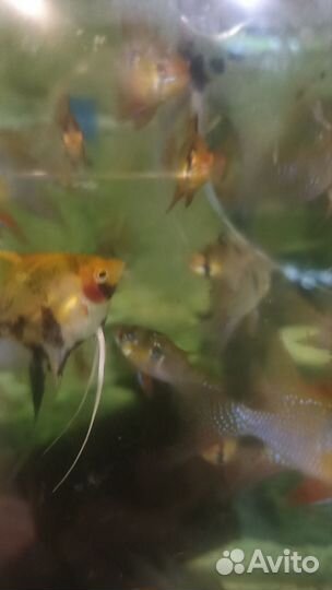 Аквариумные рыбки