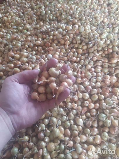 Лук севок оптом