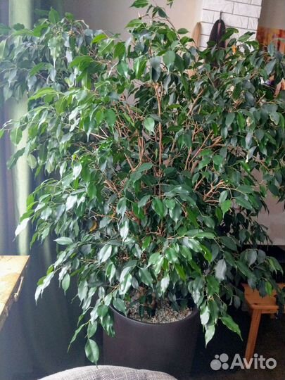 Бенджамина Фикус в горшке с автополивом lechuza