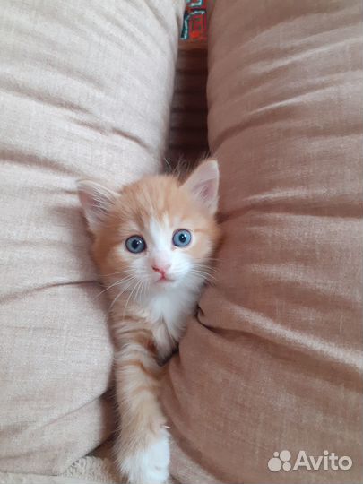 Отдам в добрые руки