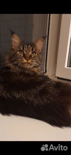 Мейн кун девочка в хорошие заботливые руки