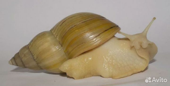 Улитки ахатины