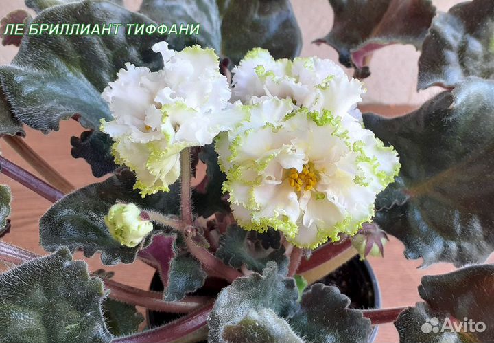 Сортовые фиалки