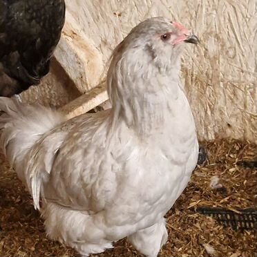 Петух амераукана лаванда