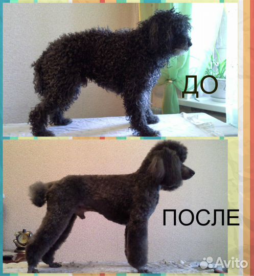 Стрижка собак