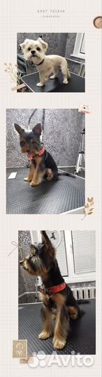 Грумер Сормово Груминг Стрижка собак