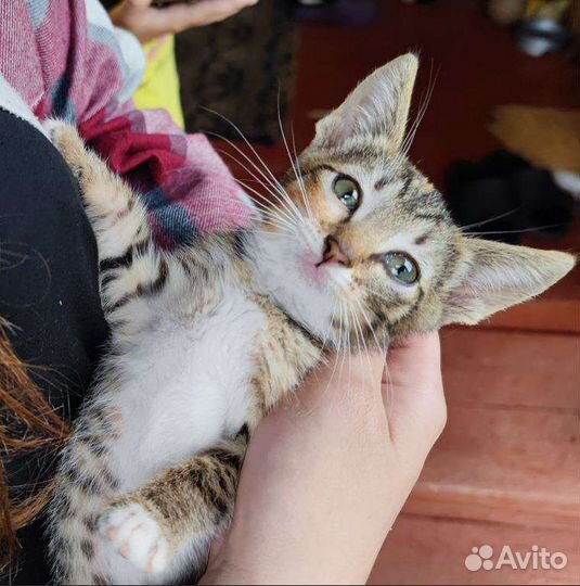 Котенок девочка 2 месяца