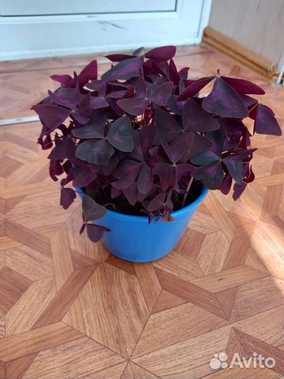 Кислица треугольная