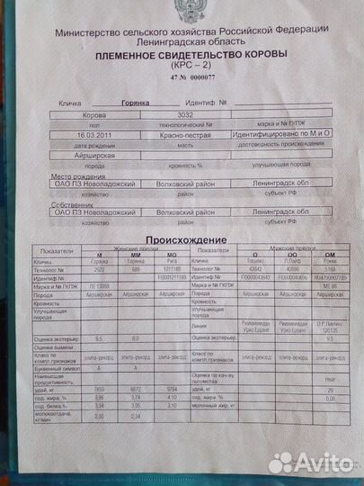 Продам корову