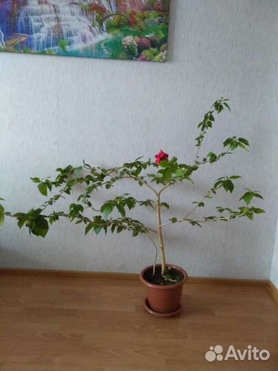 Молочай,Роза