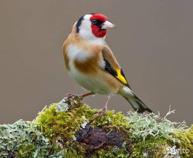 Пр московский