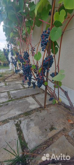 Куст винограда