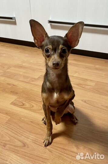 Мини той-терьер