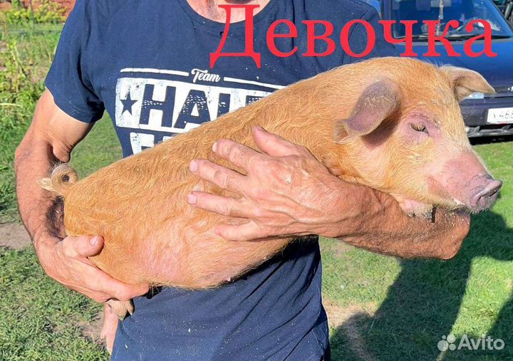 Поросята - Дюрок + Мангал