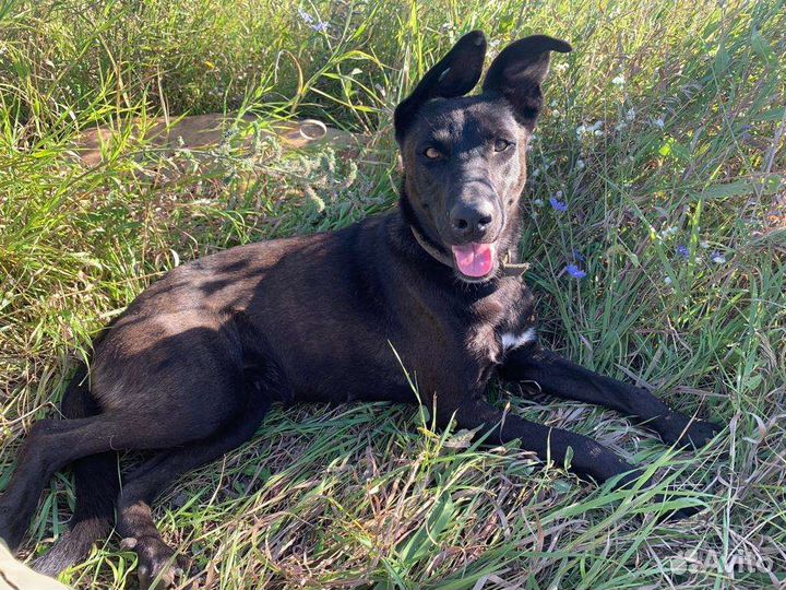 Отдам в добрые руки