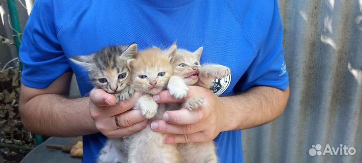 Котята в добрые руки